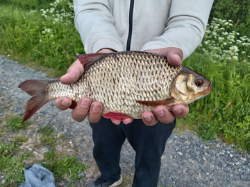 Sorva